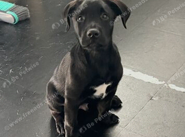 Stunning black Labrador male pup with white chest