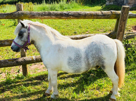 Prince - A Super Cute Mini Shetland