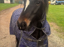 13.3 cob mare 9 years old