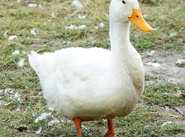 Cherry vally ducks and one goose