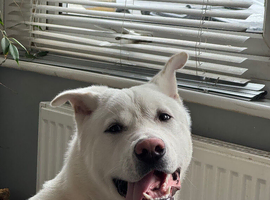 akita puppy