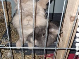 2 rabbits