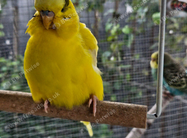 Pet Budgies