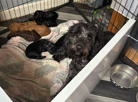gorgeous curly cockapoo puppies