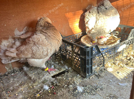 King pigeons