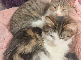 Female and male cats for sale
