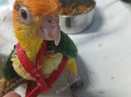 Hand-reared yellow thighed caiques