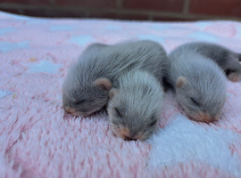 Standard ferret kits for sale.