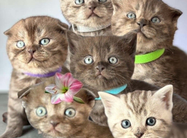 2 Straight & 4 Fold Full Pedigree Scottish Fold Kittens