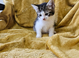 3 Playful kittens are looking for new homes