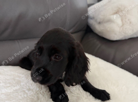 My beautiful cocker spaniel puppies looking for a lovely forever home
