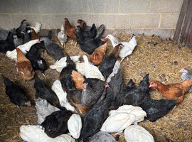 POL Pullets