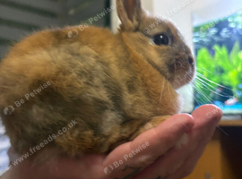 8 week old netherland dwarf male
