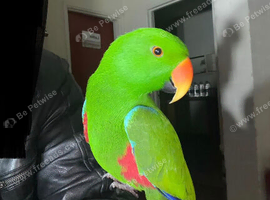 Super tame Eclectus Glasgow