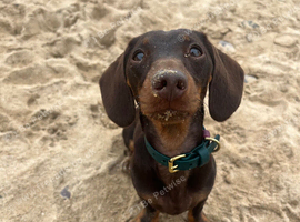 1 year old dashchund