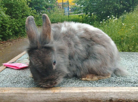 Blue and white lionhead female