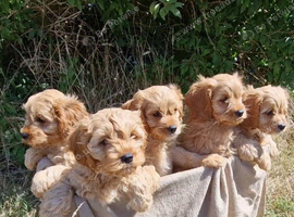 Cuddly Cavapoos