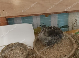 Pair of Tiny Button Quails 1 x BOY and matching FEMALE for &pound;12 the pair both 6 weeks old