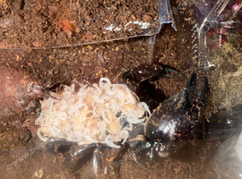 Asian forrest scorpion babys