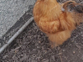 Silkie cockeral