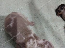 Miniature Dachshounds
