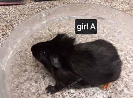 Baby guinea pigs ready now