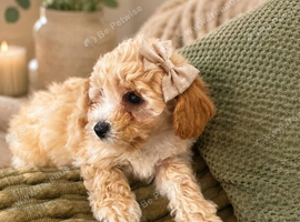 adorable maltipoo puppies