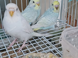 Baby budgies