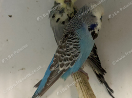 Breeding pair exhibition budgies