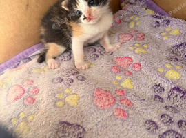 Kittens ready to leave 22nd September