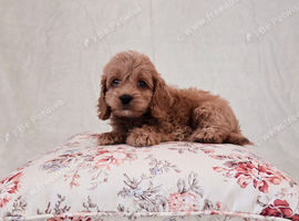 Toy Teddy Bear Cockapoo Puppies
