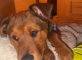 Rottweiler cross puppy needed rehoming
