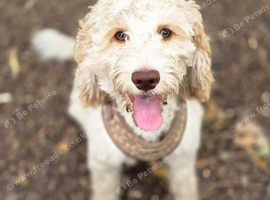 Beautiful f1 cockapoo