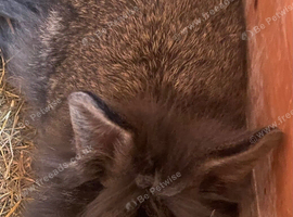 2 lion head bunnies for sale
