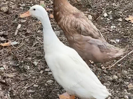 2 runner ducks