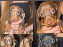5 stunning KC registered miniature dachshunds ready to go to forever homes