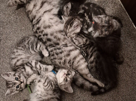 British short hair kittens * 1 boy left*