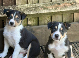 Boarder collie puppies