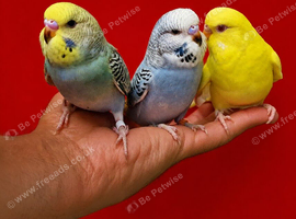 super silly hand tamed baby budgies