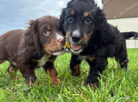 2 lovely male cocker spaniels