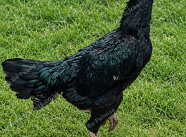 Shamo hen