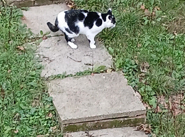 Male nurtured spotty cat