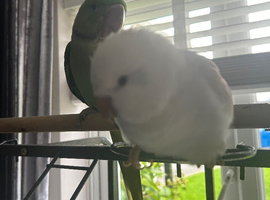 Quaker parrot looking for a new home