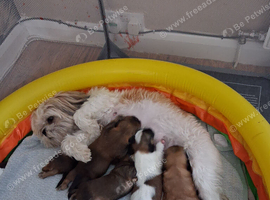 Shihtzu puppies