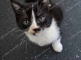 3 MOGGIE KITTENS- 8 WEEKS OLD TODAY!