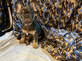 French bulldog puppies x2 males