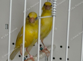 Young Irish Canary for sale