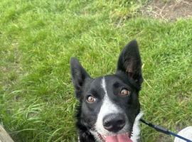 Border collie x staffie
