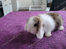 Beautiful Mini lop looking good a home .