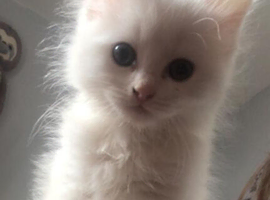 2 beautiful kittens for sale - Ready now